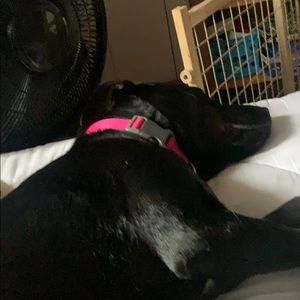 Meet your Posher, Dylan